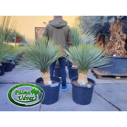 Yucca Rostrata 30-40