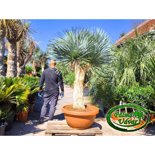 Yucca Rostrata 2 Fej Tarrina EXTRA törzs 120-130cm