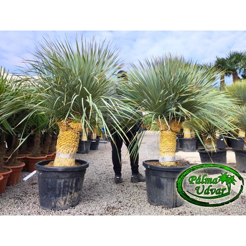 Yucca Rostrata 2 Fej