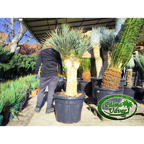 Yucca Rostrata 2 Fej Multi