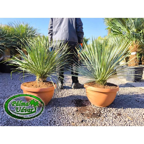 Yucca Rostrata Tarina