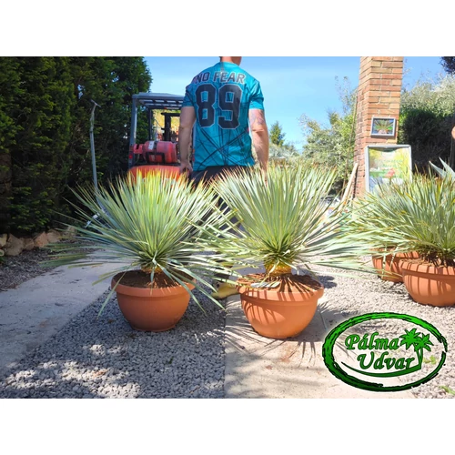 Yucca Rostrata tarrina 80-90cm teljes magasság