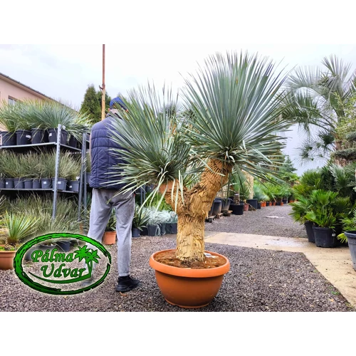 Yucca Rostrata 4 Fej Tarina EXTRA