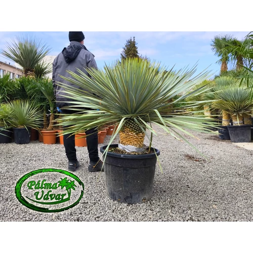 Yucca Rostrata X Rigida 30-40cm törzsmagasság