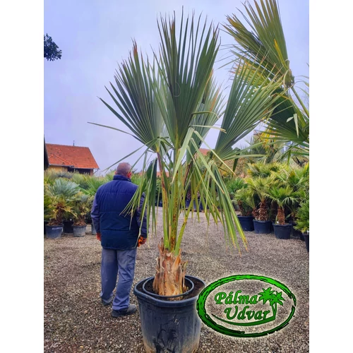 Sabal Palmetto Mexicana 30-40cm törzs