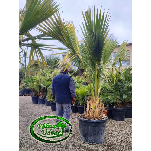 Sabal Palmetto Mexicana 40-50cm törzs