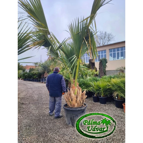 Sabal Palmetto Mexicana 50-60cm törzs