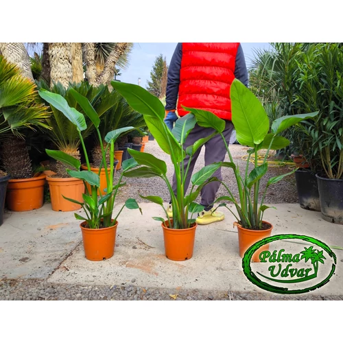 Strelitzia nicolai - Papagájvirág 80-100cm teljes magasság