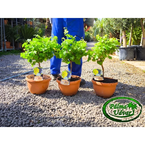 Vitis Vinifera szőlő  /termő/ 50-60cm teljes magasság
