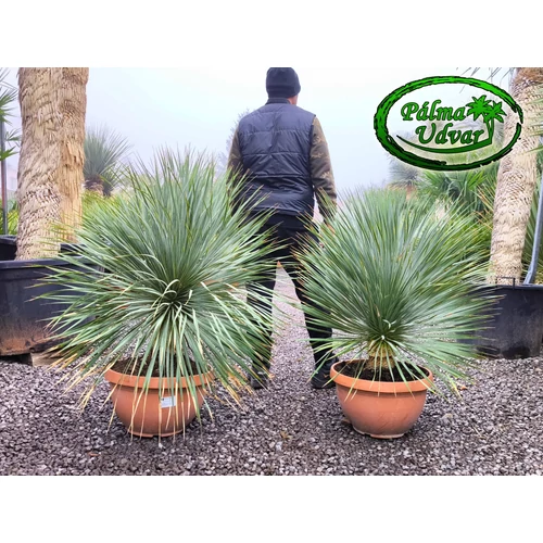 Yucca Rostrata Tarina EXTRA