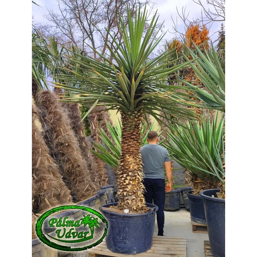 Yucca Torreyi - Faxon jukka ÓRIÁS