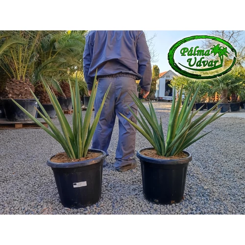 Yucca Torreyi - Faxon jukka 45 liter