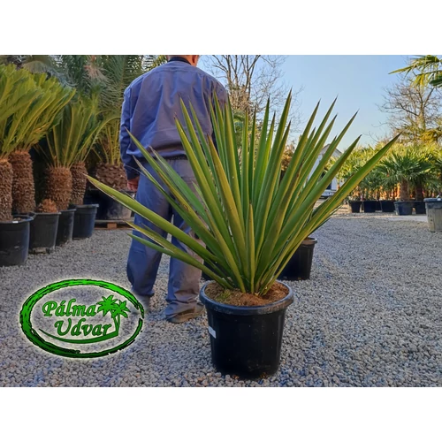 Yucca Torreyi - Faxon jukka 50L