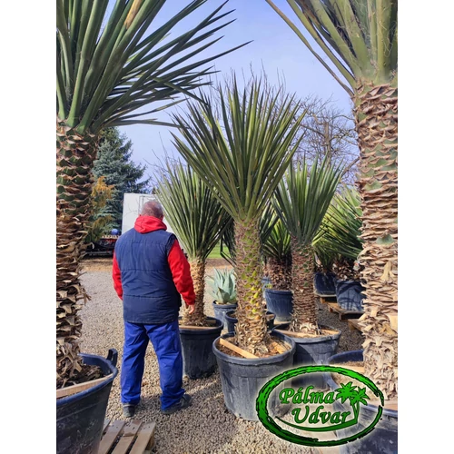 Yucca Torreyi - Faxon jukka EXTRA