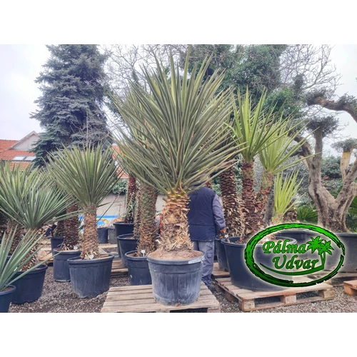 Yucca Torreyi - Faxon jukka ÓRIÁS var. 1