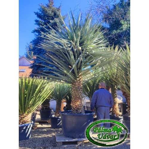 Yucca Torreyi - Faxon jukka ÓRIÁS MULTI var. 1