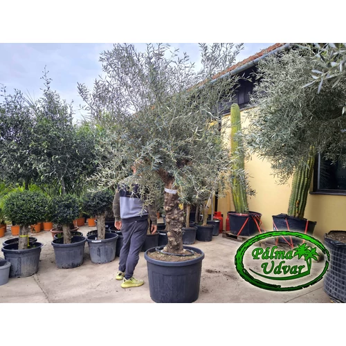 Olajfa - Olea Europaea TORTUGA