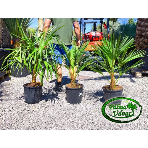 Trachycarpus Fortunei Kínai kenderpálma 10-15cm törzs magasság