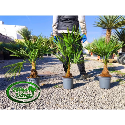 Trachycarpus Fortunei Kínai kenderpálma 10-15cm törzs magasság