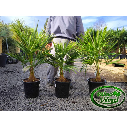 Trachycarpus Fortunei Kínai kenderpálma 10-20cm törzs magasság