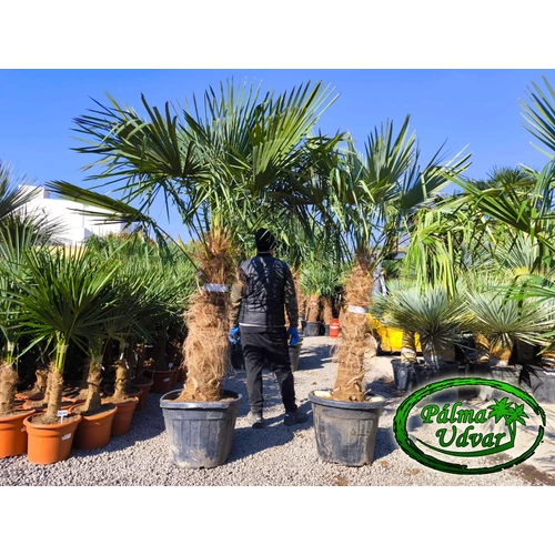 Trachycarpus Fortunei Kínai kenderpálma 100-110cm törzs