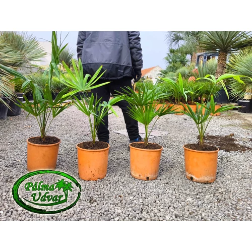 Trachycarpus Fortunei Kínai kenderpálma 10L