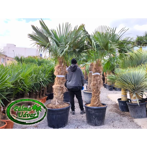 Trachycarpus Fortunei Kínai kenderpálma 110-120cm törzsmagasság