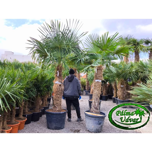 Trachycarpus Fortunei Kínai kenderpálma 120-130cm törzsmagasság