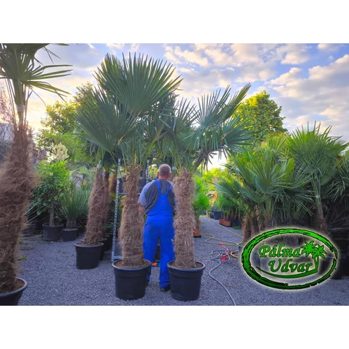 Trachycarpus Fortunei Kínai kenderpálma 120-130cm törzsmagasság