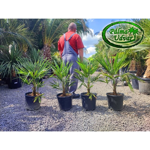 Trachycarpus Fortunei Kínai kenderpálma 80-90cm teljes magasság