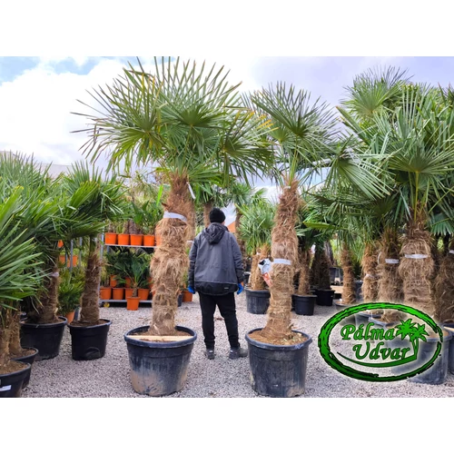 Trachycarpus Fortunei Kínai kenderpálma 140-150cm törzsmagasság