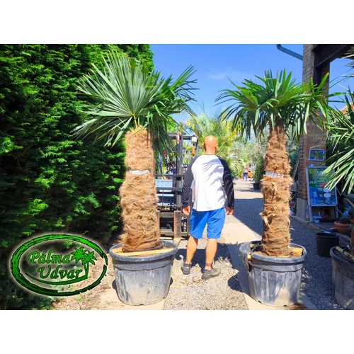 Trachycarpus Fortunei Kínai kenderpálma 140-150cm törzsmagasság