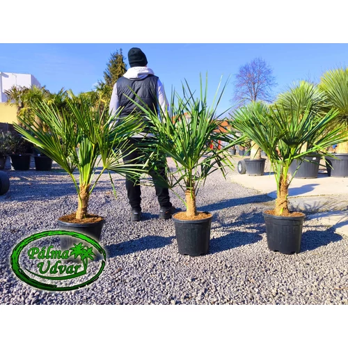 Trachycarpus Fortunei Kínai kenderpálma 15-20cm törzsmagasság