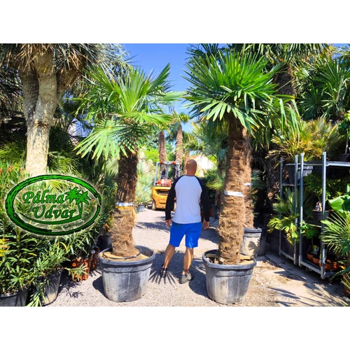 Trachycarpus Fortunei Kínai kenderpálma 180-200cm törzs