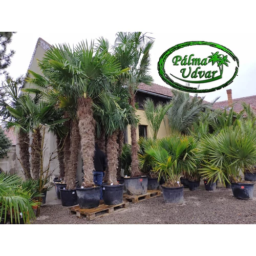 Trachycarpus Fortunei Kínai kenderpálma 150-160cm törzs