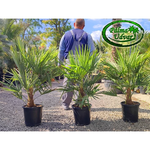 Trachycarpus Fortunei Kínai kenderpálma 20-25cm törzsmagasság