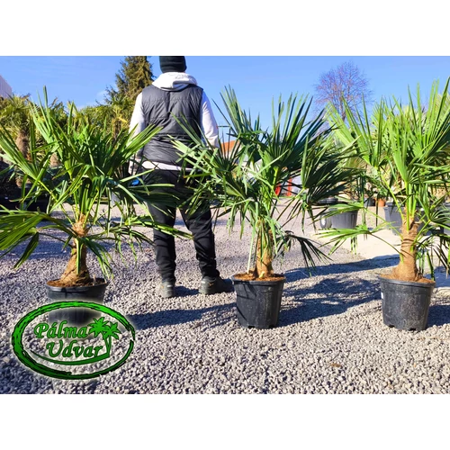 Trachycarpus Fortunei Kínai kenderpálma 20-30cm törzsmagasság