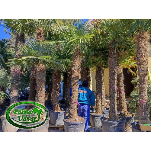 Trachycarpus Fortunei Kínai kenderpálma 200-220cm törzs