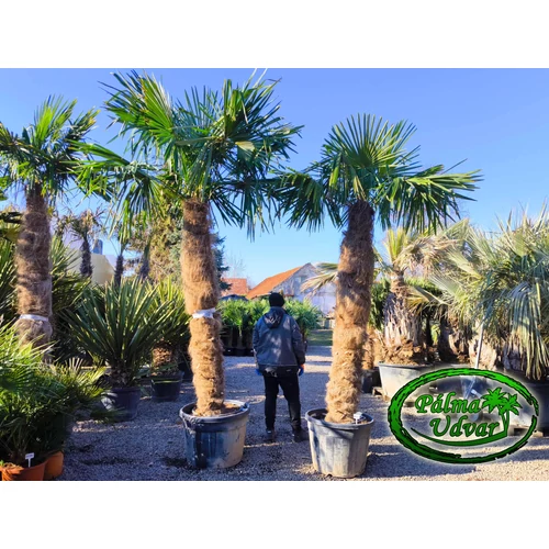 Trachycarpus Fortunei Kínai kenderpálma 220-235cm törzs 