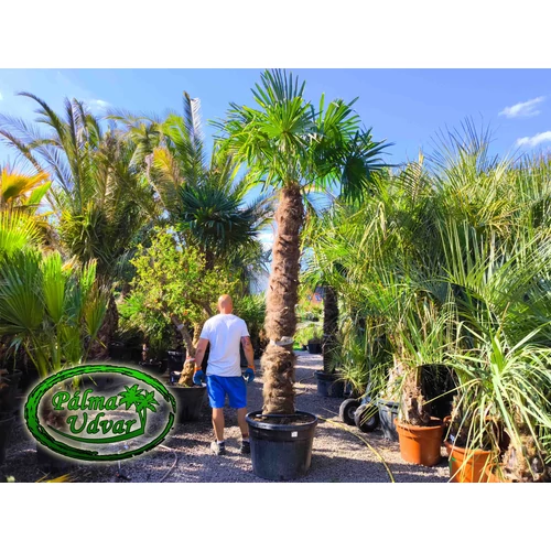 Trachycarpus Fortunei Kínai kenderpálma 240-250cm törzs 