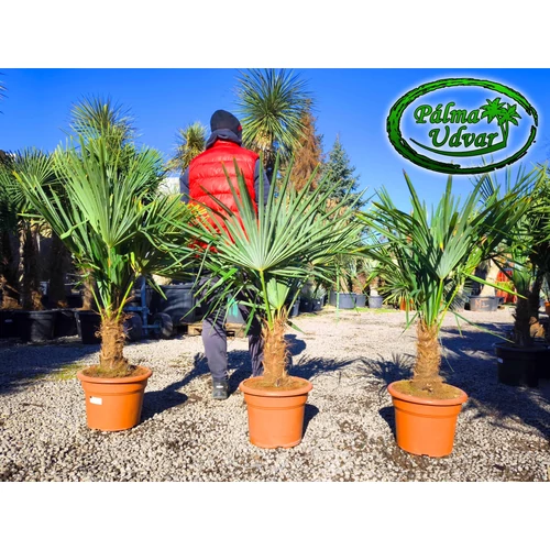 Trachycarpus Fortunei Kínai kenderpálma 25-30cm törzsmagasság