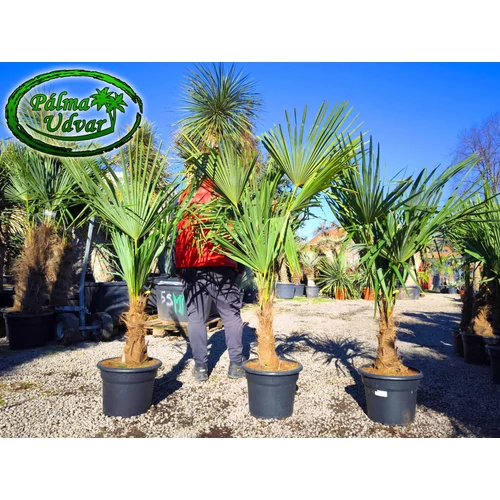 Trachycarpus Fortunei Kínai kenderpálma 30-40cm törzs