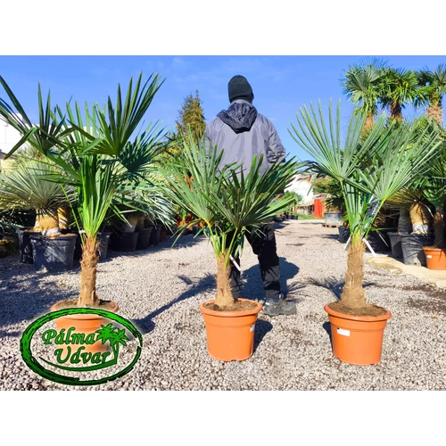 Trachycarpus Fortunei Kínai kenderpálma 30-40cm törzs