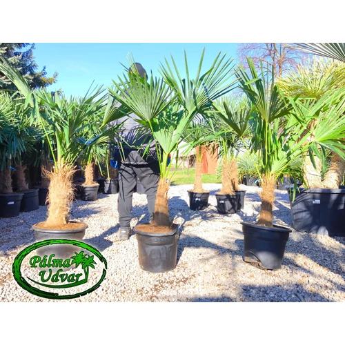 Trachycarpus Fortunei Kínai kenderpálma 40-50cm törzs