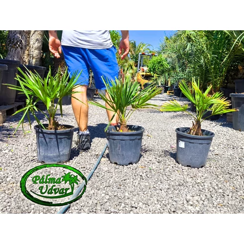 Trachycarpus Fortunei Kínai kenderpálma 50-60cm teljes magasság