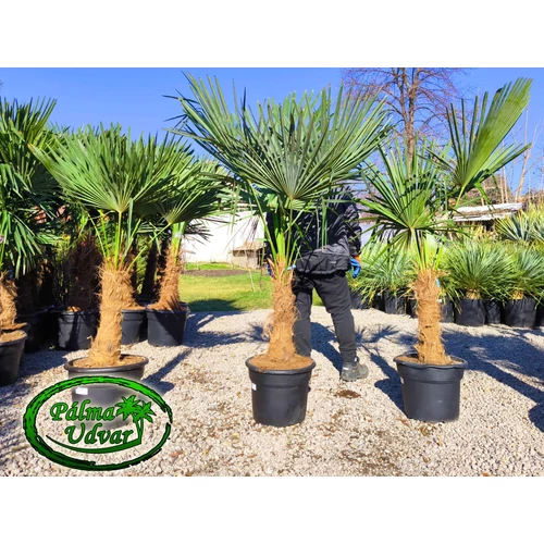 Trachycarpus Fortunei Kínai kenderpálma 50-60cm törzs