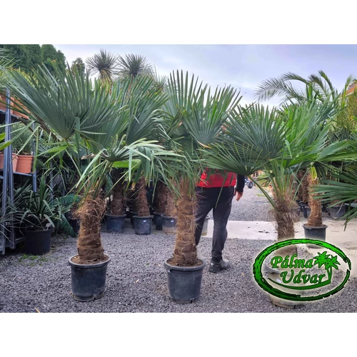 Trachycarpus Fortunei Kínai kenderpálma 60-70cm törzs