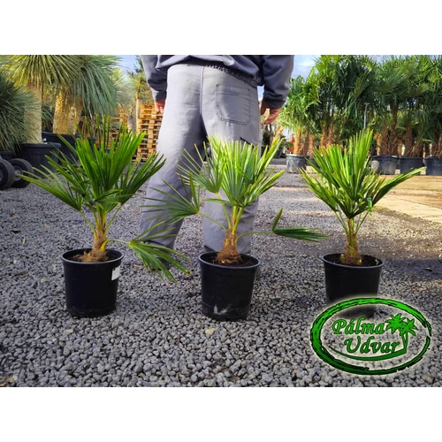 Trachycarpus Fortunei Kínai kenderpálma 60-70cm teljes magasság
