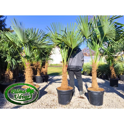 Trachycarpus Fortunei Kínai kenderpálma 60-70cm törzs