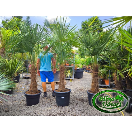 Trachycarpus Fortunei Kínai kenderpálma 60-70cm törzs